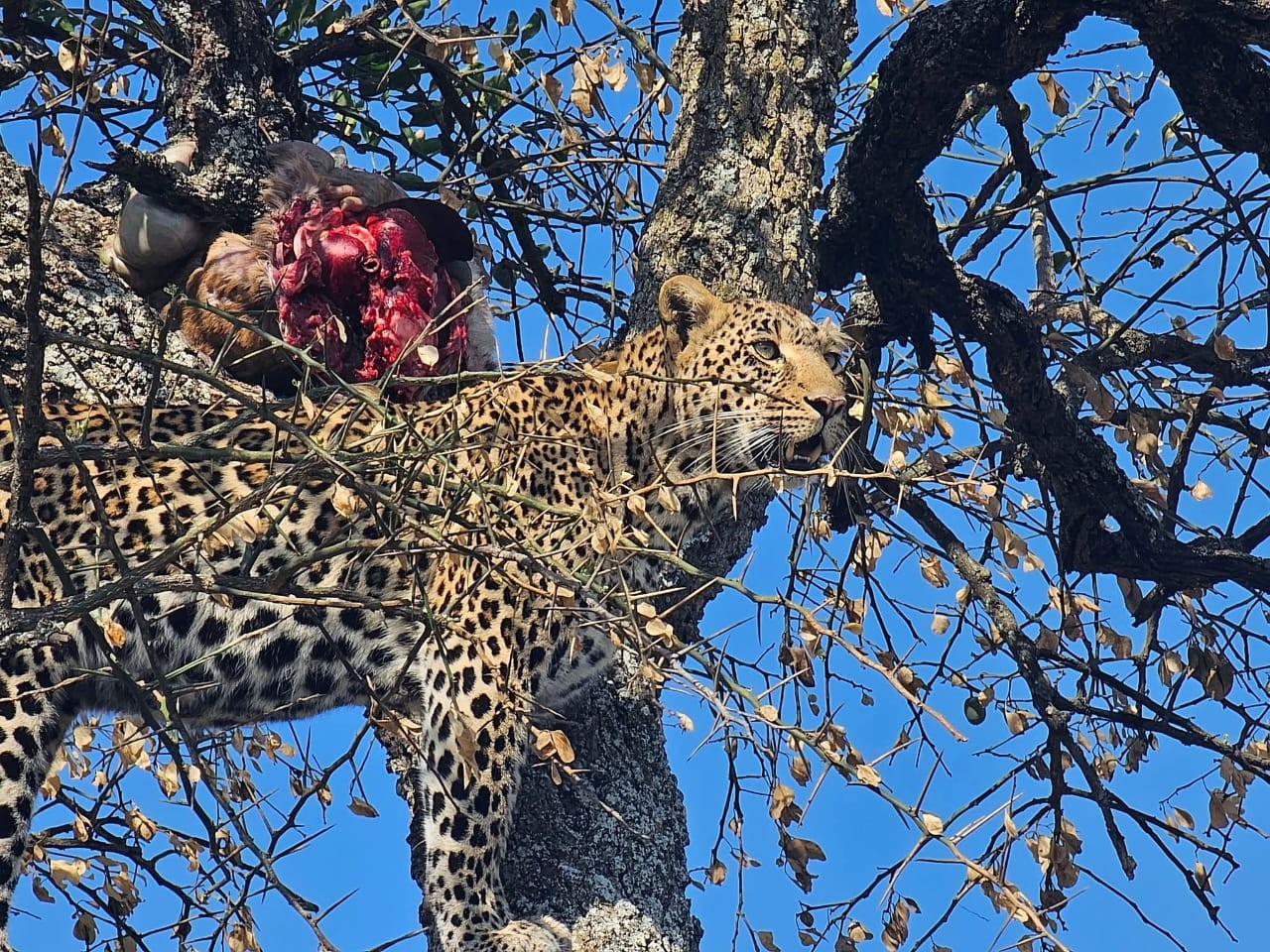 leopard seat on the tree
